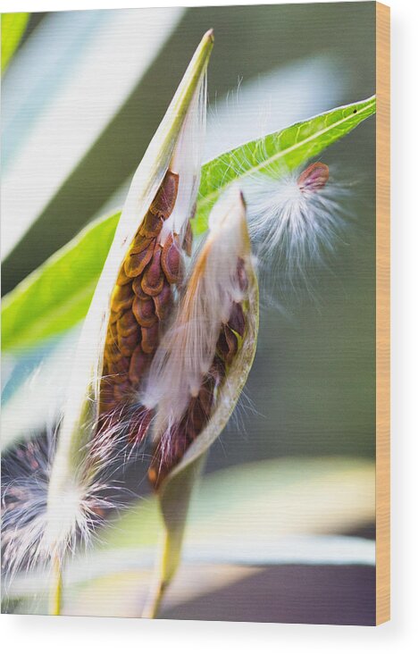 Milkweed Wood Print featuring the photograph Seeds by Dart Humeston
