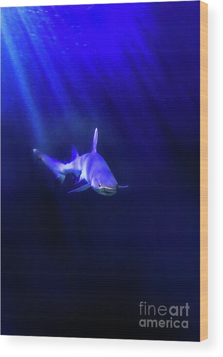 Shark Wood Print featuring the photograph Shark by Jill Battaglia