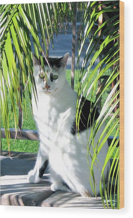 Calico Kitty Wood Print featuring the photograph She thinks she is hiding by Phyllis Kaltenbach
