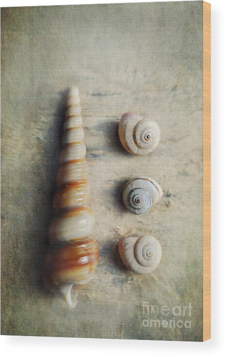 Shells Wood Print featuring the photograph Shells on beach wood by Lyn Randle