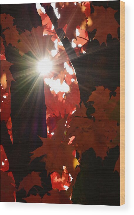 Maple Leaf Wood Print featuring the photograph Shine On by Richard Andrews