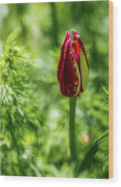 Tulip Wood Print featuring the photograph Shy Tulip by Susie Weaver