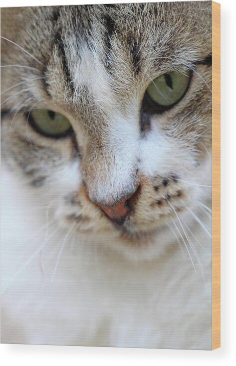 Cat Wood Print featuring the photograph Shyness by Munir Alawi