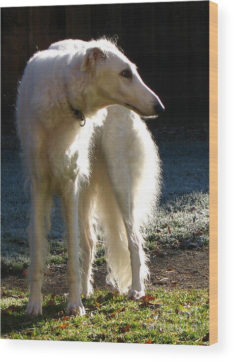 In Focus Wood Print featuring the photograph Sighthound by Deborah Johnson