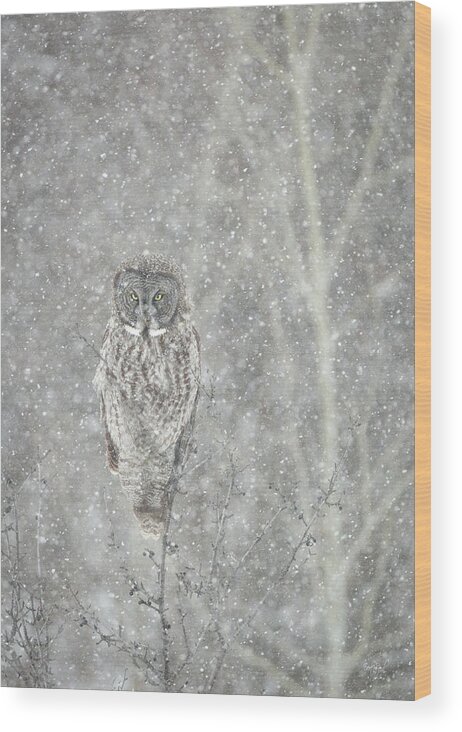 Owl Wood Print featuring the photograph Silent Snowfall Portrait II by Everet Regal