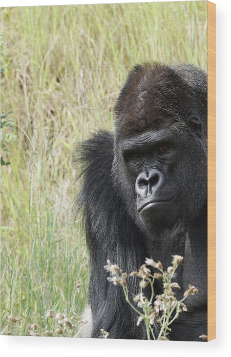 Animals Wood Print featuring the photograph Silverback Gorilla 9 by Ernest Echols