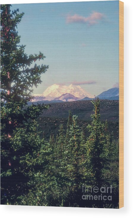 Denali National Park Wood Print featuring the photograph Snow Covered Mt. McKinley by Bob Phillips
