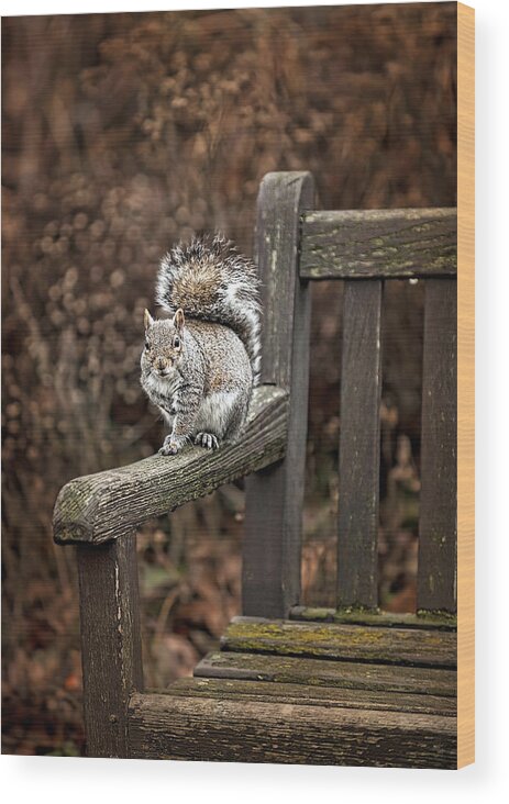 Animala Wood Print featuring the photograph Squirrel by Gouzel -