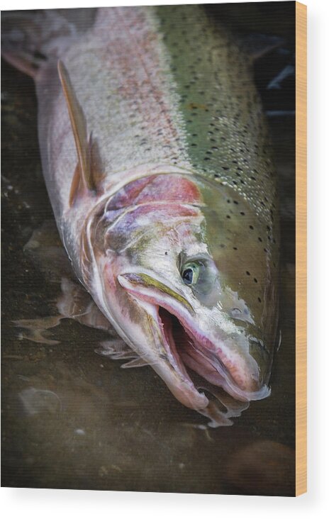Fishing Wood Print featuring the photograph Steelhead 1 by Jason Brooks