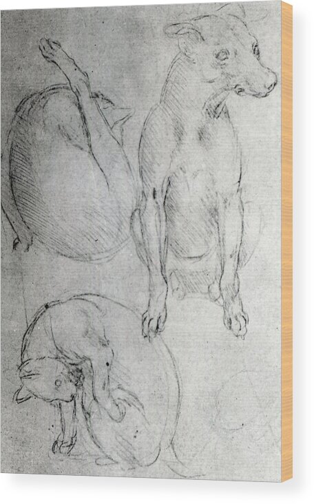 Da Vinci Wood Print featuring the drawing Study of a dog and a cat by Leonardo da Vinci