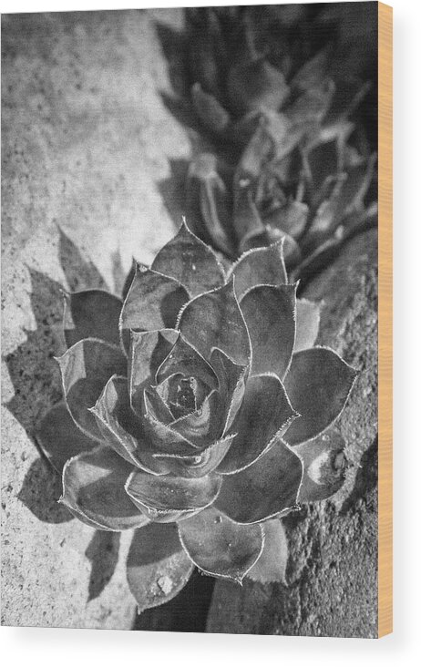 Jean Noren Wood Print featuring the photograph Succulent Detail by Jean Noren