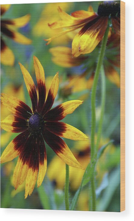 Flower Wood Print featuring the photograph Sunburst Petals by Linda Shafer