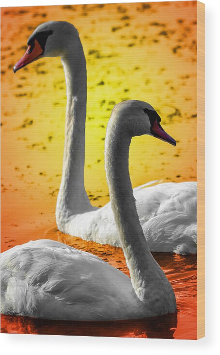  Wood Print featuring the photograph Sunset Swans 2 by Brian Stevens