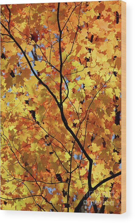 Fall Wood Print featuring the photograph Sunshine in maple tree by Elena Elisseeva