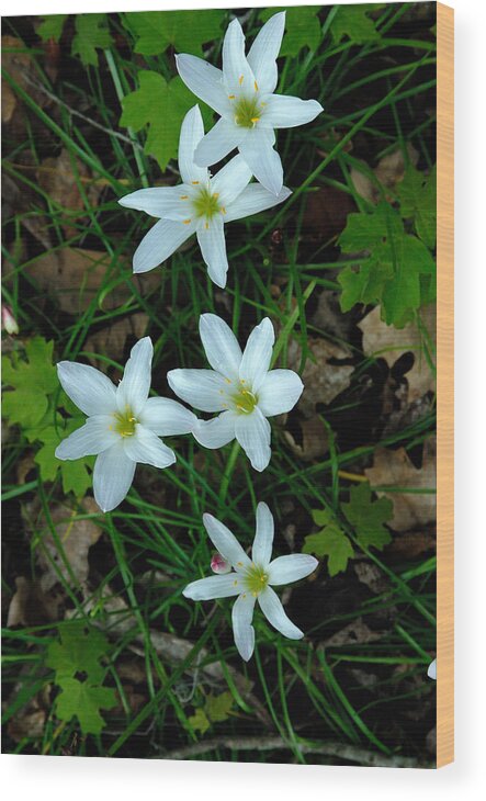 Flowers Wood Print featuring the photograph Swamp lilies by David Campione