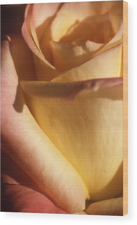 Flowers Wood Print featuring the photograph Sweet Rose by Gary Brandes
