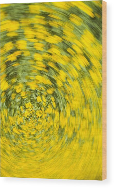 Flower Wood Print featuring the photograph Swirling Flowers by Bob Coates