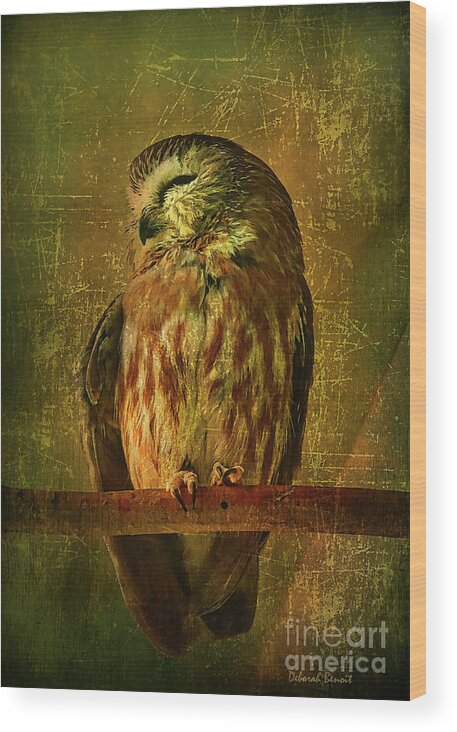 Owl Wood Print featuring the photograph Taking A Snooze by Deborah Benoit