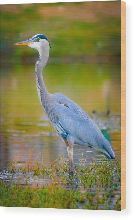 Autumn Wood Print featuring the photograph The Beauty of a Great Blue Heron by Parker Cunningham