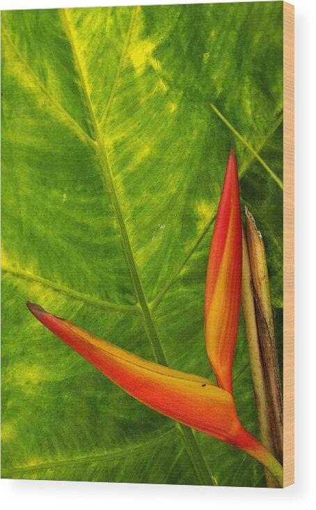 Scenic Wood Print featuring the photograph The Bird of Paradise by Doug Davidson