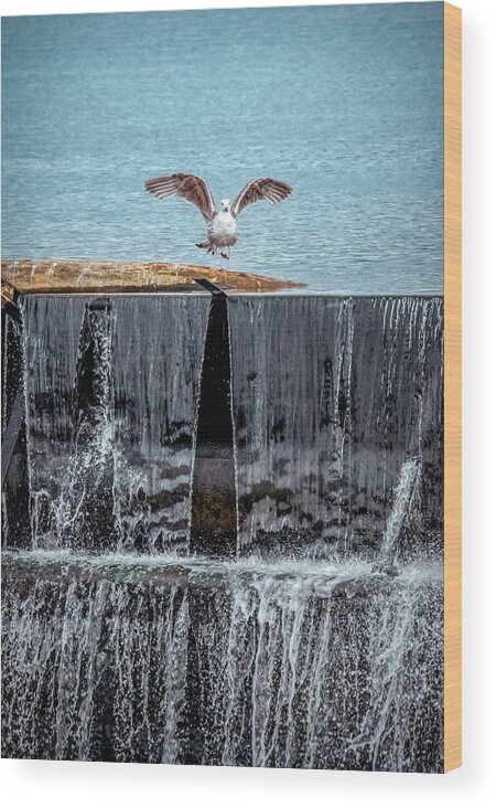 The Bird Wood Print featuring the photograph The bird over waterfall by Lilia S