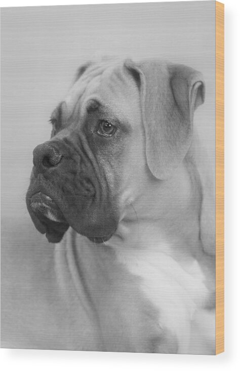 Boxer Dog Wood Print featuring the photograph The Boxer Dog - the Gentleman amongst dogs by Alexandra Till