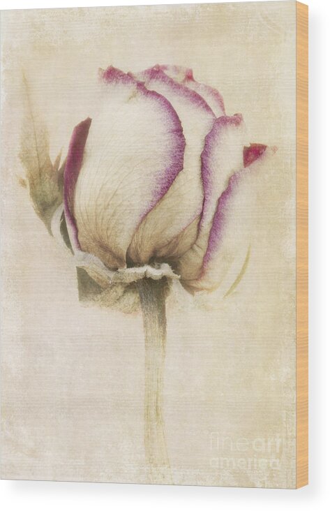Rose Wood Print featuring the photograph The Dying Light by Marion Galt