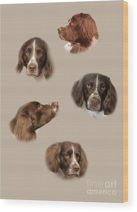 Dogs Wood Print featuring the photograph The English Springer Spaniel by Linsey Williams