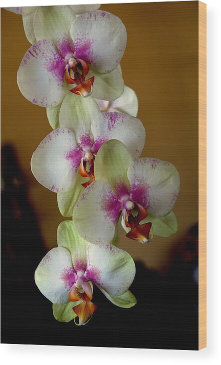 Orchids Wood Print featuring the photograph The four sisters by Susanne Van Hulst