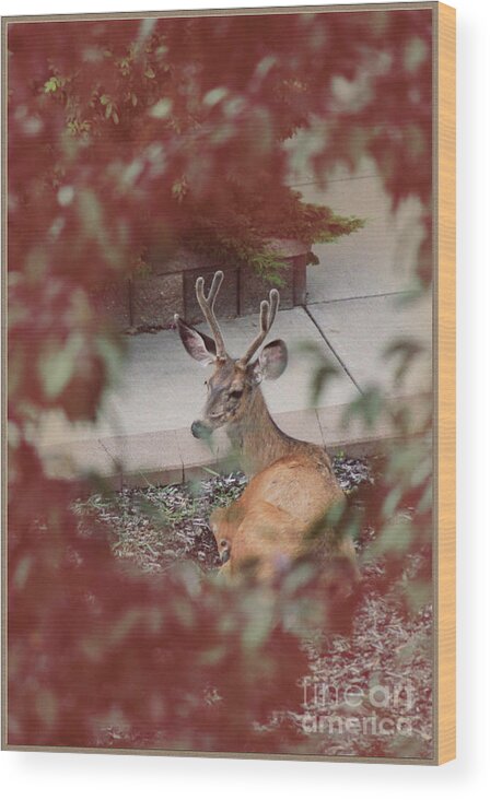Portrait Wood Print featuring the photograph The Mule Deer by Donna L Munro