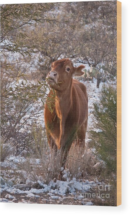 Cow Wood Print featuring the photograph The New Years Cow by Donna Greene