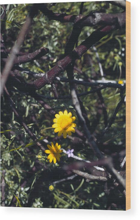 Flower Wood Print featuring the photograph The Prisoner by Randy Oberg