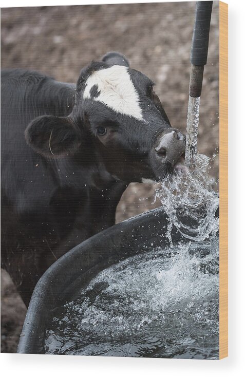 Cow Wood Print featuring the photograph Thirsty Cow by Holden The Moment
