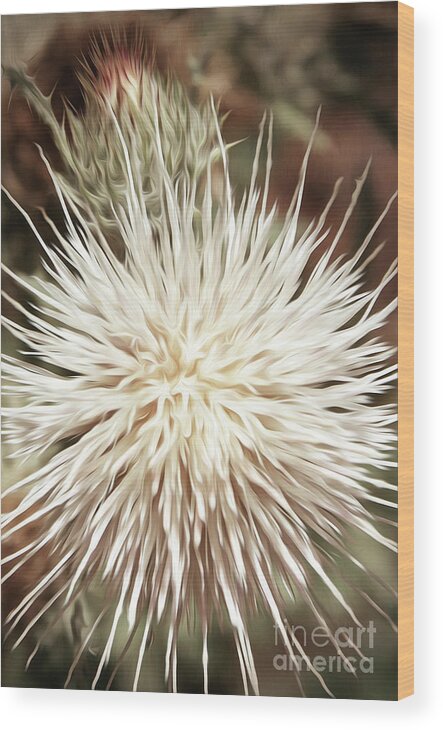Macro Wood Print featuring the digital art Thistle 5 by Mellissa Ray