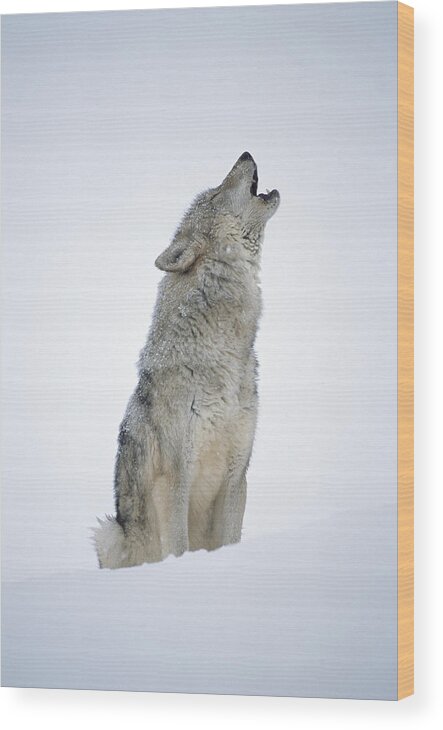 #faatoppicks Wood Print featuring the photograph Timber Wolf Portrait Howling In Snow by Tim Fitzharris