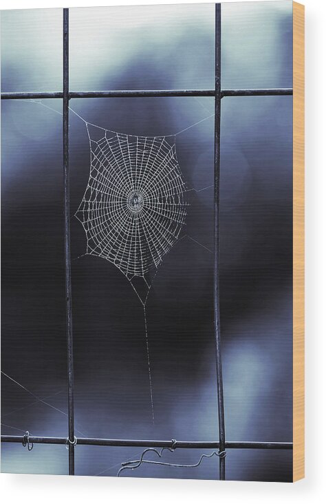 Blue Spider Web Wood Print featuring the photograph Tiny Spider Web in Blue by Brooke T Ryan