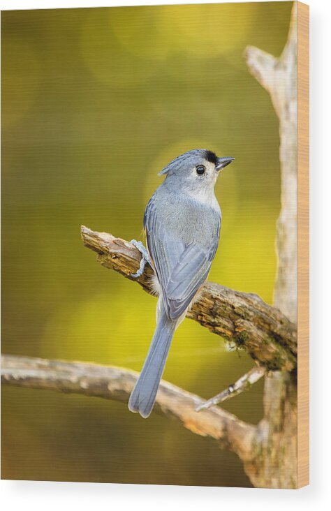 Titmouse Wood Print featuring the photograph Titmouse From Behind by Bill and Linda Tiepelman