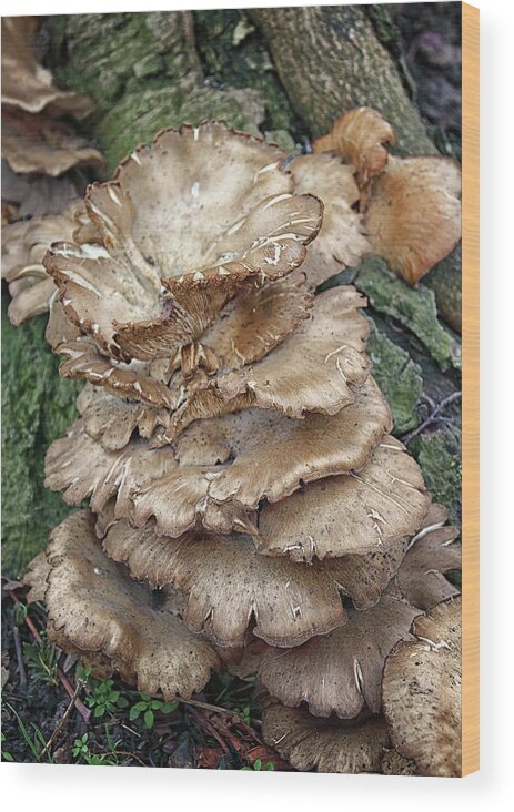 Tree Fungi Wood Print featuring the photograph Tree Fungi by Jeff Townsend