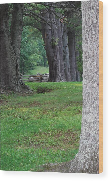 Trees Wood Print featuring the photograph Tree Line by Eric Liller