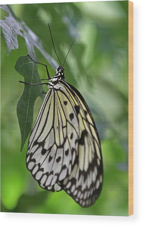 Butterfly Wood Print featuring the photograph Tree Nymph by Juergen Roth