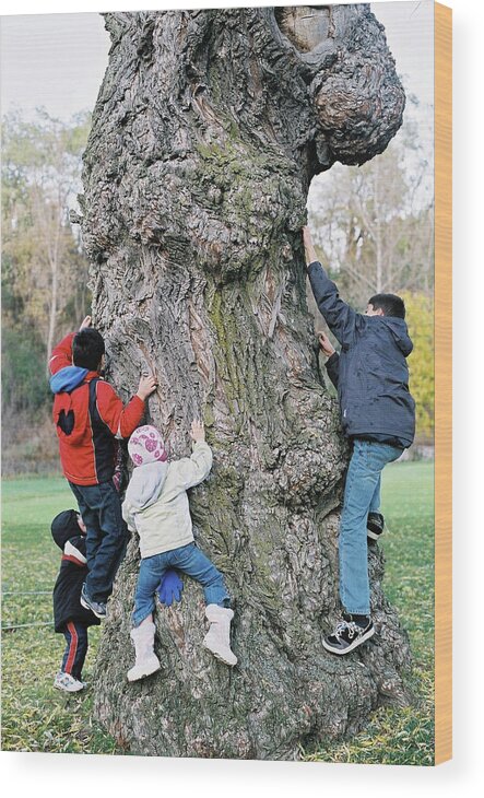 Marwan George Khoury Wood Print featuring the photograph Tree Urchins by Marwan George Khoury