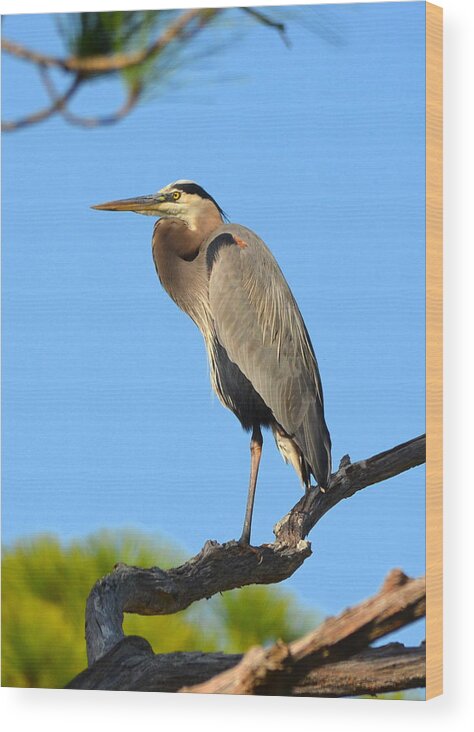 Great Blue Heron Wood Print featuring the photograph Treetop Great Blue Heron by Carla Parris