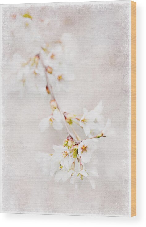Flowers Wood Print featuring the photograph Triadelphia Cherry Blossoms by Jill Love