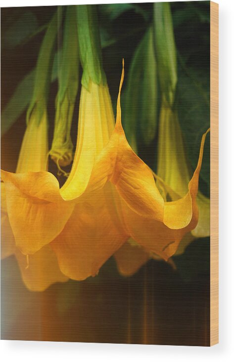 Flower Wood Print featuring the photograph Trumpet Flower afternoon by Michael Hope