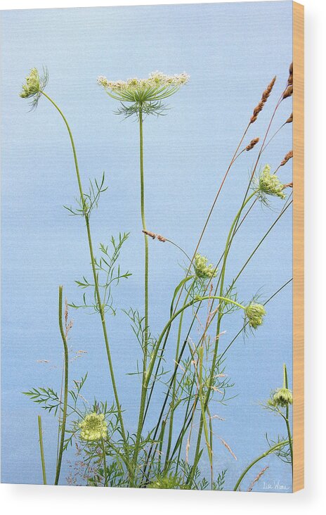 Lise Winne Wood Print featuring the photograph Tuft of Queen Anne's Lace by Lise Winne