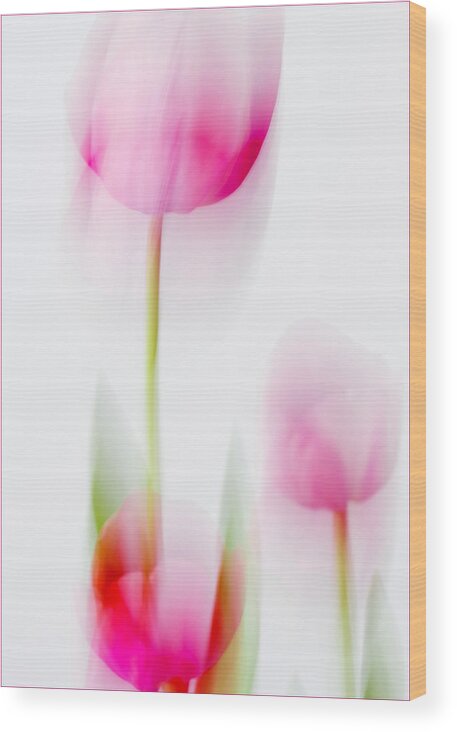Tulip Wood Print featuring the photograph Tulip Impressions by Diane Fifield