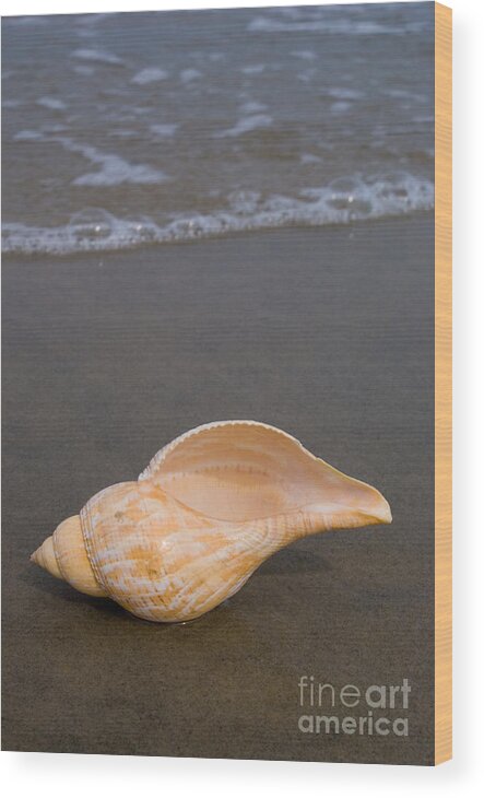 Tulip Shell Wood Print featuring the photograph Tulip shell by Anthony Totah