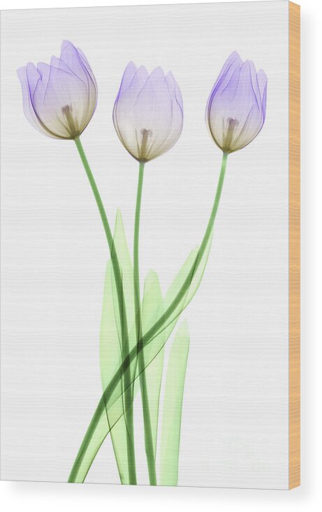 Tulip Wood Print featuring the photograph Tulips, X-ray by Ted Kinsman
