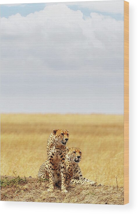 #faatoppicks Wood Print featuring the photograph Two Cheetahs in Africa - Vertical with Copy Space by Good Focused
