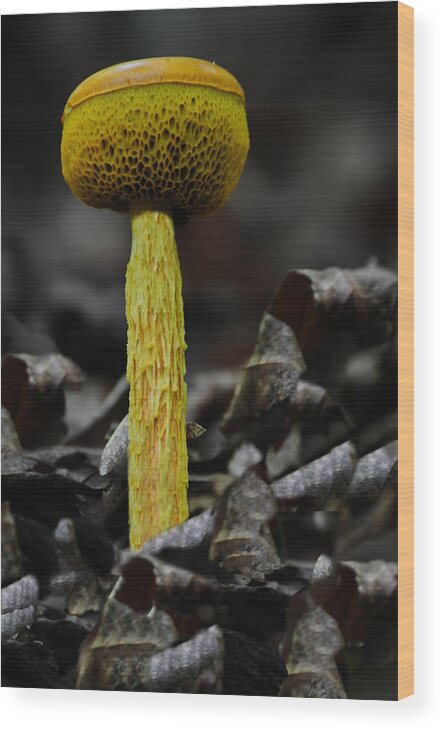 Mushroom Wood Print featuring the photograph Two Colored Bolete by Eric Liller
